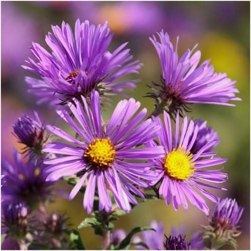 Purple Novae Angliae Flower seeds for Planting Cut Flower Favorite Heirloom & GMO Free Seeds for Home Garden
 
 Sale