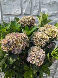 Khaki Hydrangea Flower seeds for Planting - Cottage Garden Essential, Heirloom & GMO Free Seeds for Home Garden