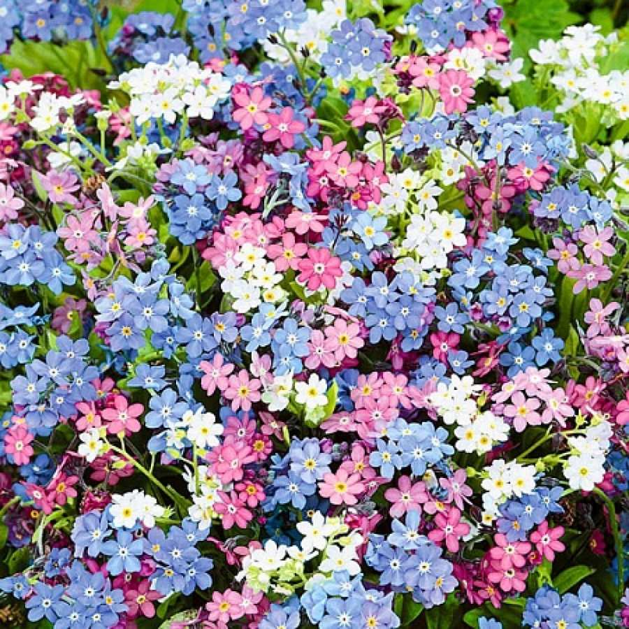Mix Nezabudka Flower seeds for Planting Vibrant Growth Heirloom & GMO Free Seeds For Home Garden 
 
 Sale