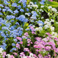 Mix Nezabudka Flower Seeds for Planting Sun Loving Heirloom & GMO Free Seeds for Home Garden
 
 Sale