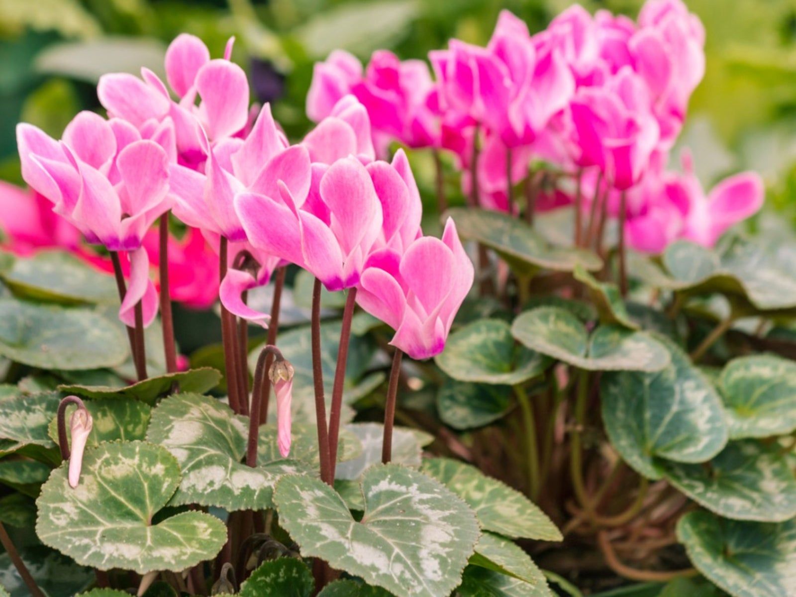 Dark Pink Cyclamen Flower seeds for Planting - Garden Favorite, Heirloom & GMO Free Seeds for Home Garden