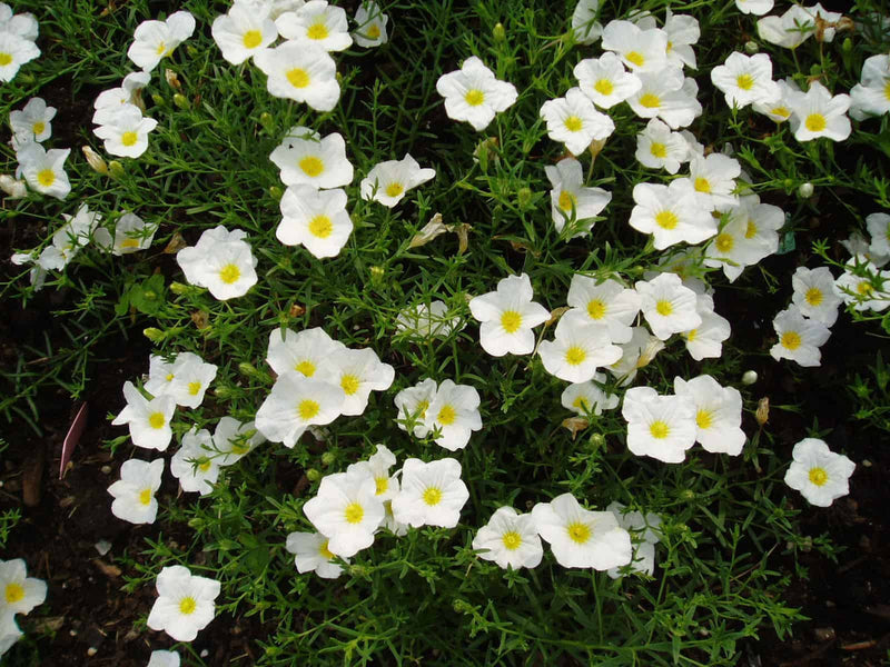 Nierembergia (Nierembergia Flower) seeds for planting in home garden