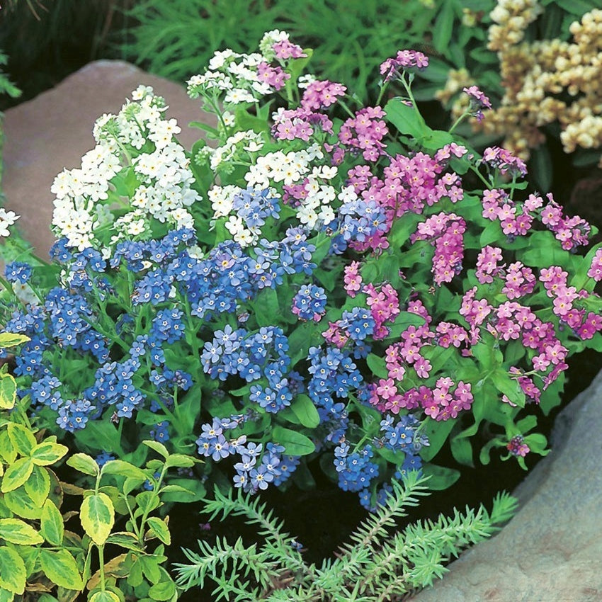 Mix Nezabudka Flower Seeds for Planting Sun Loving Heirloom & GMO Free Seeds for Home Garden
 
 Sale