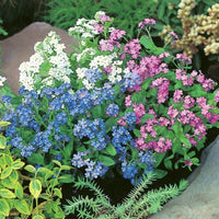 Mix Nezabudka Flower Seeds for Planting Sun Loving Heirloom & GMO Free Seeds for Home Garden
 
 Sale