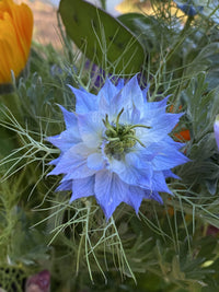 Pink Nigella Damascena Seeds for Planting - Annual Flower Seeds for Spring Gardening