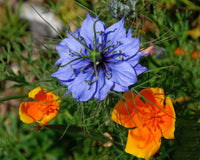 Nigella Damascena Flower seeds for Planting Low Maintenance Heirloom & GMO Free Seeds for Home Garden