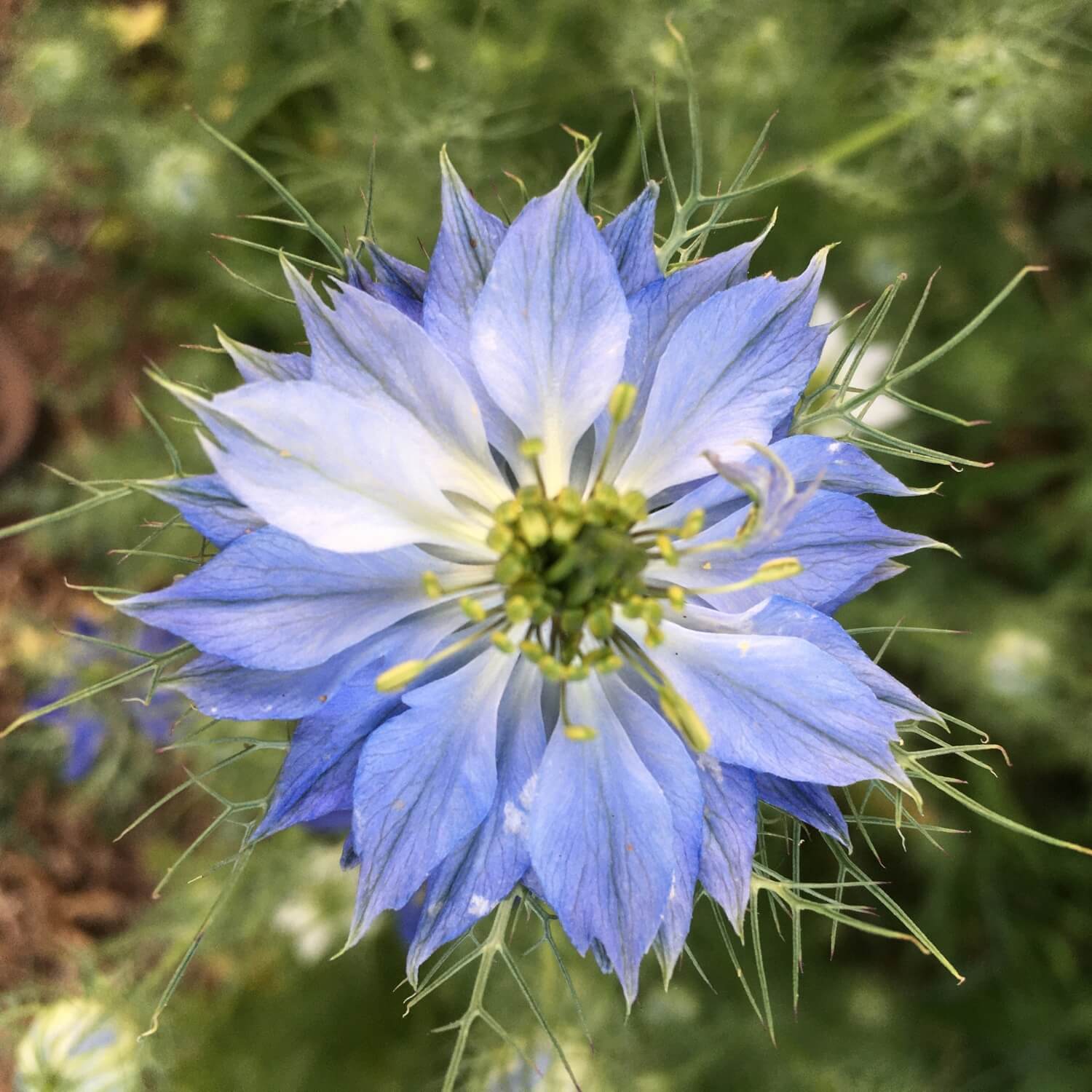 Love in A Mist Flower seeds for Planting Fragrant Blossoms Heirloom & GMO Free Seeds for Home Garden