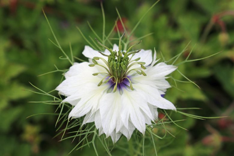 Nigella Damascena Flower seeds for Planting Easy to Grow Heirloom & GMO Free Seeds for Home Garden 
 
 Sale