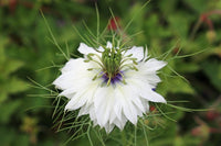 Nigella Damascena Flower seeds for Planting Easy to Grow Heirloom & GMO Free Seeds for Home Garden 
 
 Sale