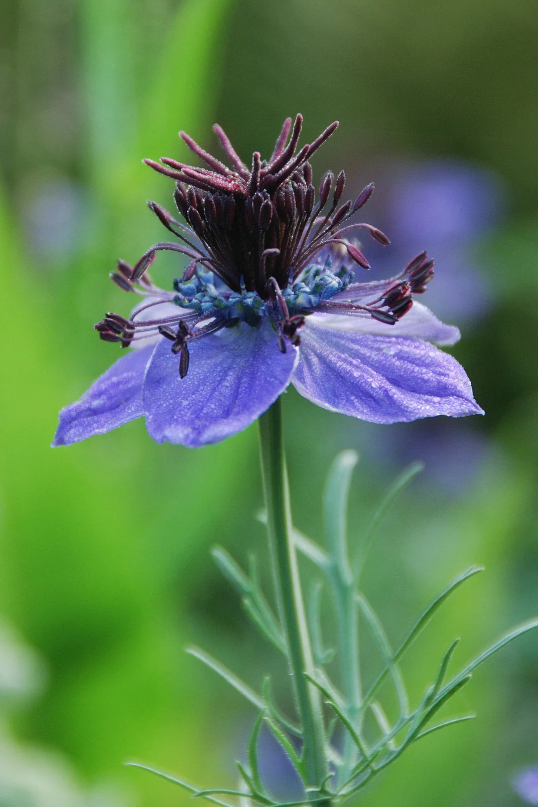 Nigella Hispanica Flower seeds for Planting Easy to Grow Heirloom & GMO Free Seeds for Home Garden