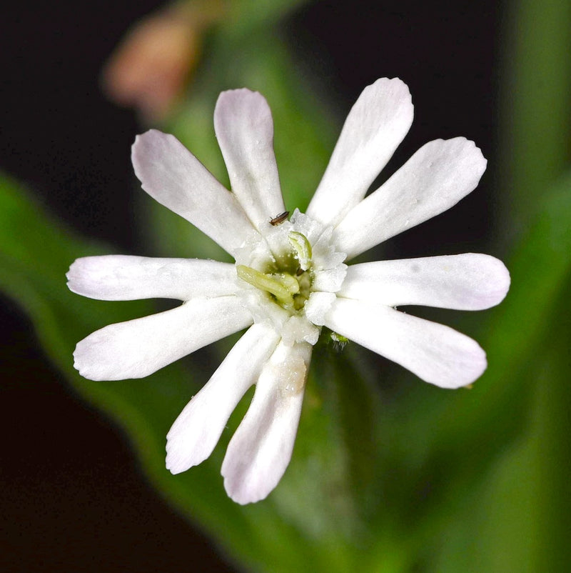 White Catchfly Flower seeds for Planting - Drought Tolerant, Heirloom & GMO Free Seeds for Home Garden