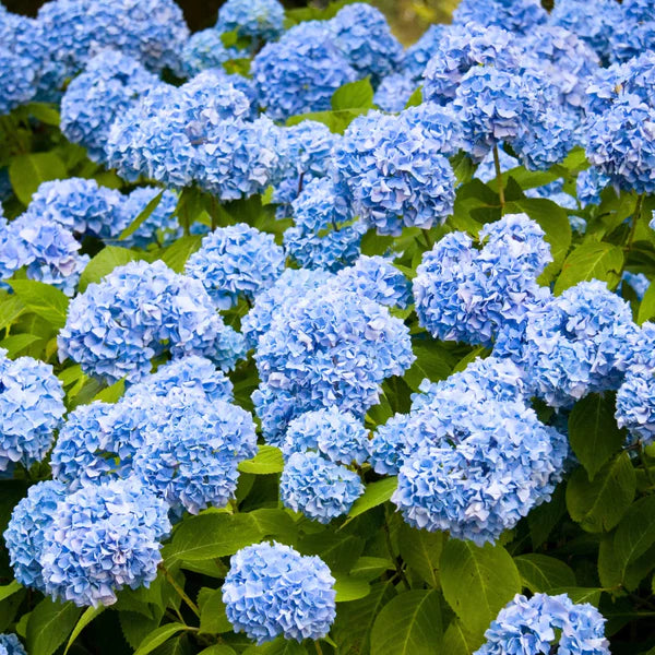 Sea Blue Hydrangea Flower seeds for Planting Seasonal Bloomer Heirloom & GMO Free Seeds for Home Garden 
 
 Sale