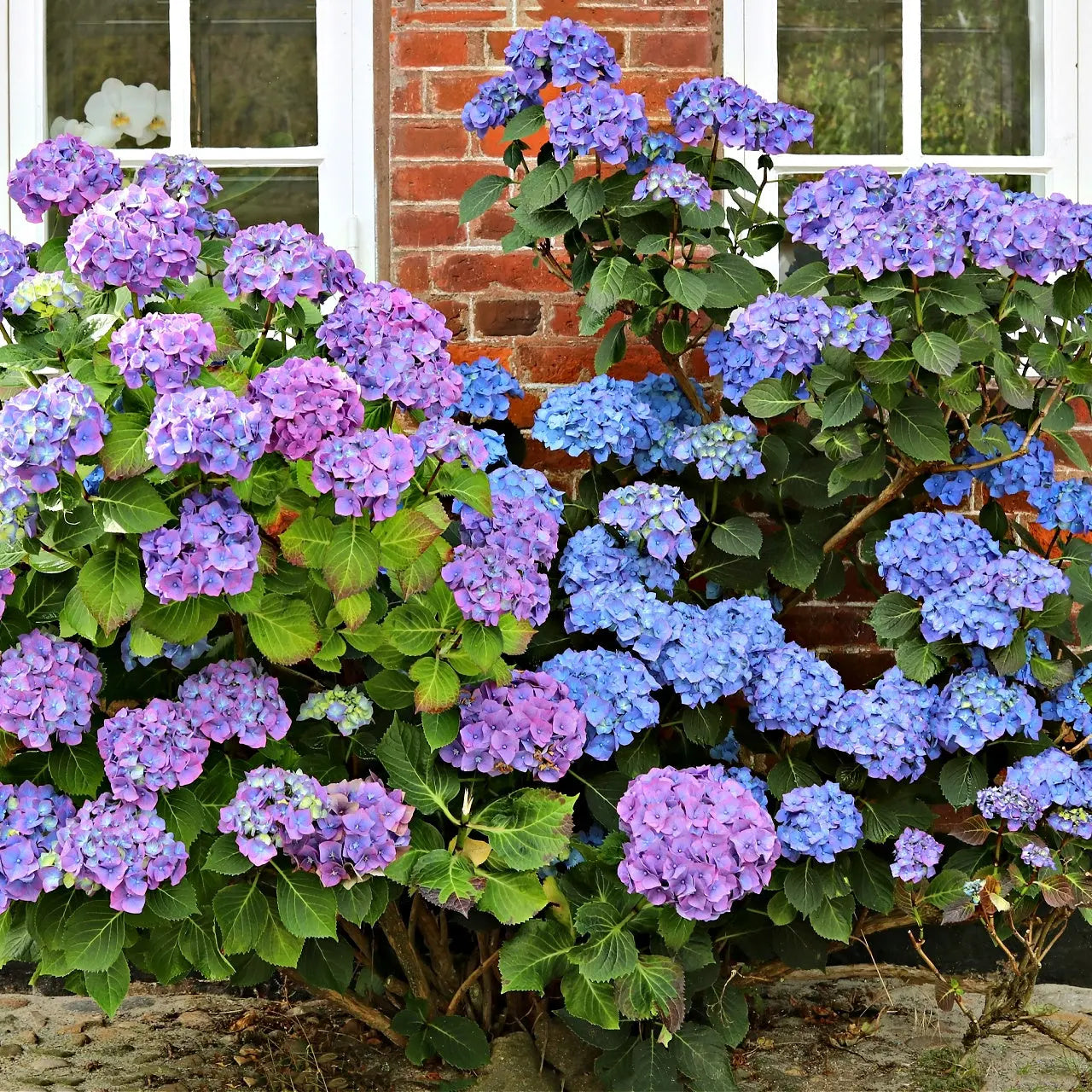 Blue Purple Hydrangea Flower seeds for Planting Long Bloom Season Heirloom & GMO Free Seeds for Home Garden 
 
 Sale