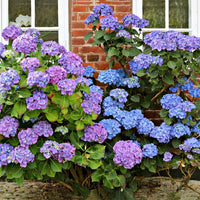 Blue Purple Hydrangea Flower seeds for Planting Long Bloom Season Heirloom & GMO Free Seeds for Home Garden 
 
 Sale