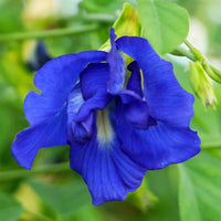 Pea Flower seeds for Planting Compact Growth Heirloom & GMO Free Seeds for Home Garden 
 
 Sale