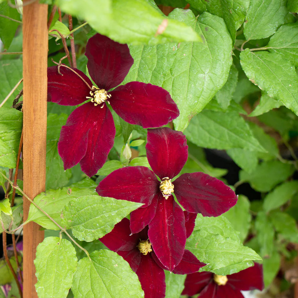 Burgundy Clematis Flower seeds for Planting - Perfect for Borders, Heirloom & GMO Free Seeds for Home Garden
