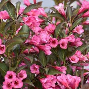 Weigela Florida Flower seeds for Planting Bright Blooms Heirloom & GMO Free Seeds for Home Garden
