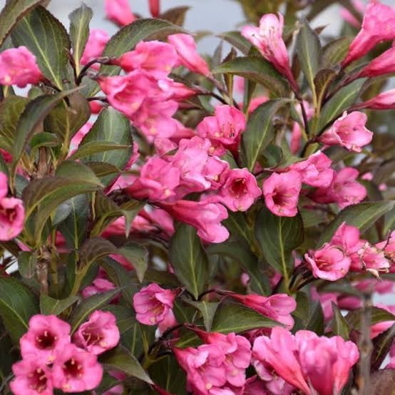 Weigela Florida Flower seeds for Planting Bright Blooms Heirloom & GMO Free Seeds for Home Garden