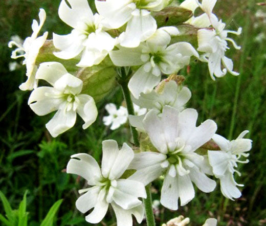 White Catchfly Flower seeds for Planting - Drought Tolerant, Heirloom & GMO Free Seeds for Home Garden