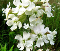 White Catchfly Flower seeds for Planting - Drought Tolerant, Heirloom & GMO Free Seeds for Home Garden