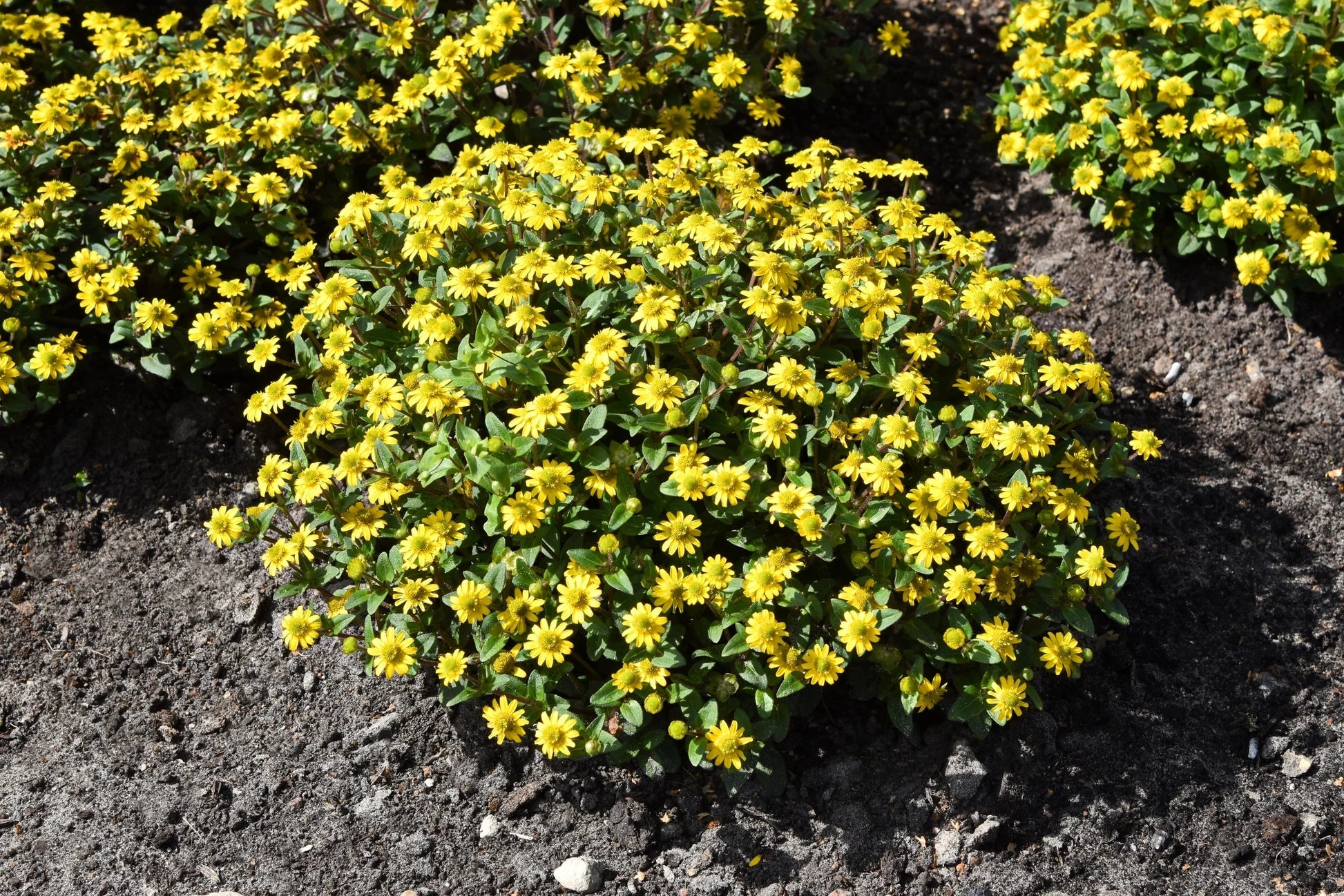 Non-GMO Sanvitalia Seeds for Gardening