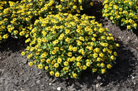 Non-GMO Sanvitalia Seeds for Gardening