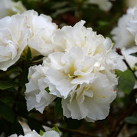 Non-GMO White Azalea Seeds