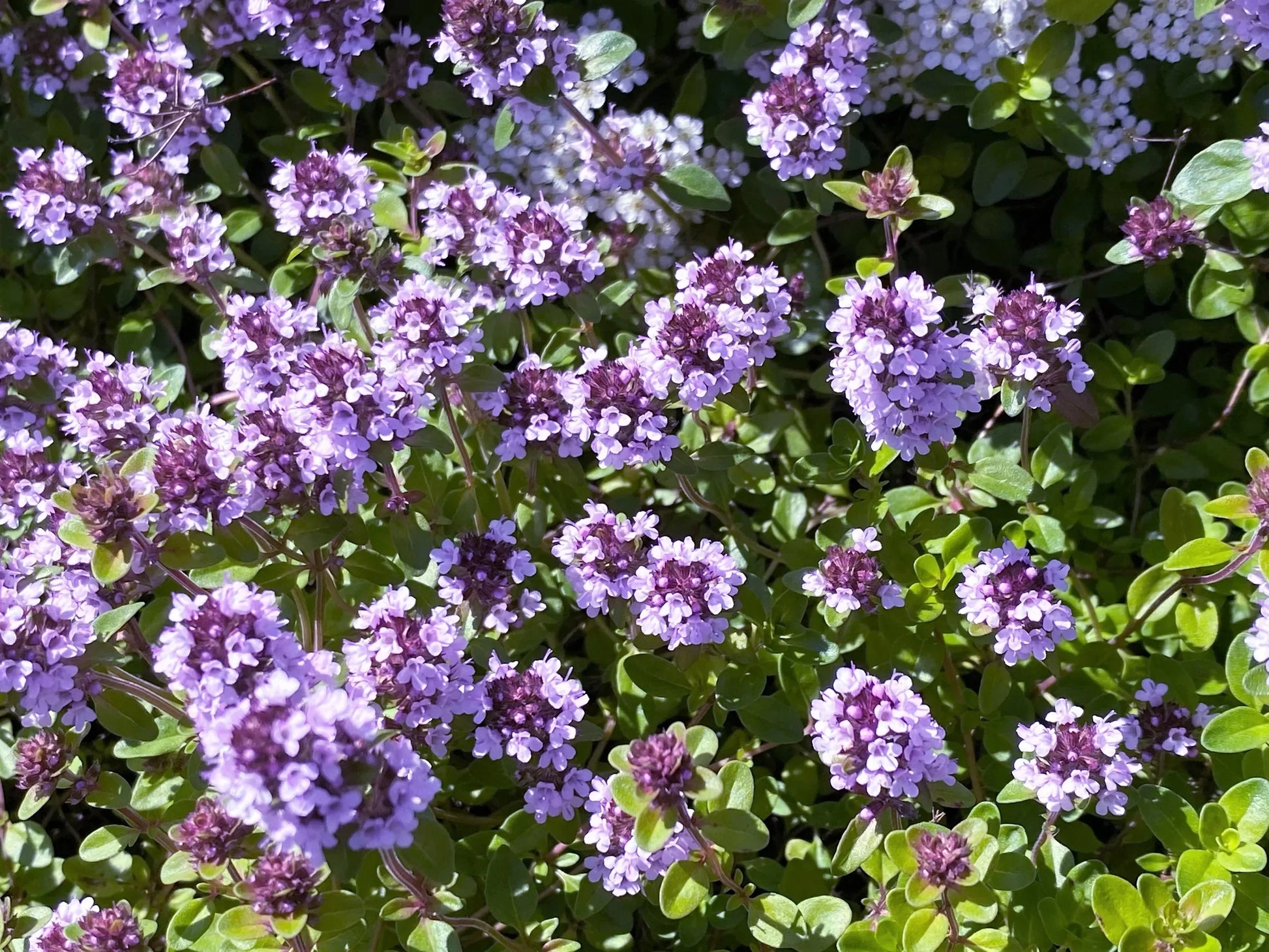 Non-GMO Violet Serpyllum seeds for garden