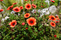 non-gmo-willmott-seeds