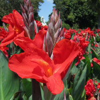 Canna Flower seeds for Planting - Fragrant Blossoms, Heirloom & GMO Free Seeds for Home Garden