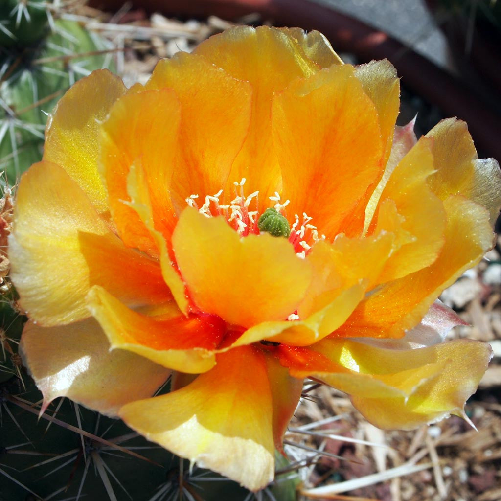 Orange Opuntia Flower seeds for Planting Hardy Variety Heirloom & GMO Free Seeds for Home Garden 
 
 Sale