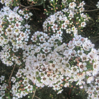 Geraldton Flower seeds for Planting - Colorful Display, Heirloom & GMO Free Seeds for Home Garden