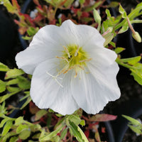 White Oenothera Flower seeds for Planting - Shade Tolerant, Heirloom & GMO Free Seeds for Home Garden