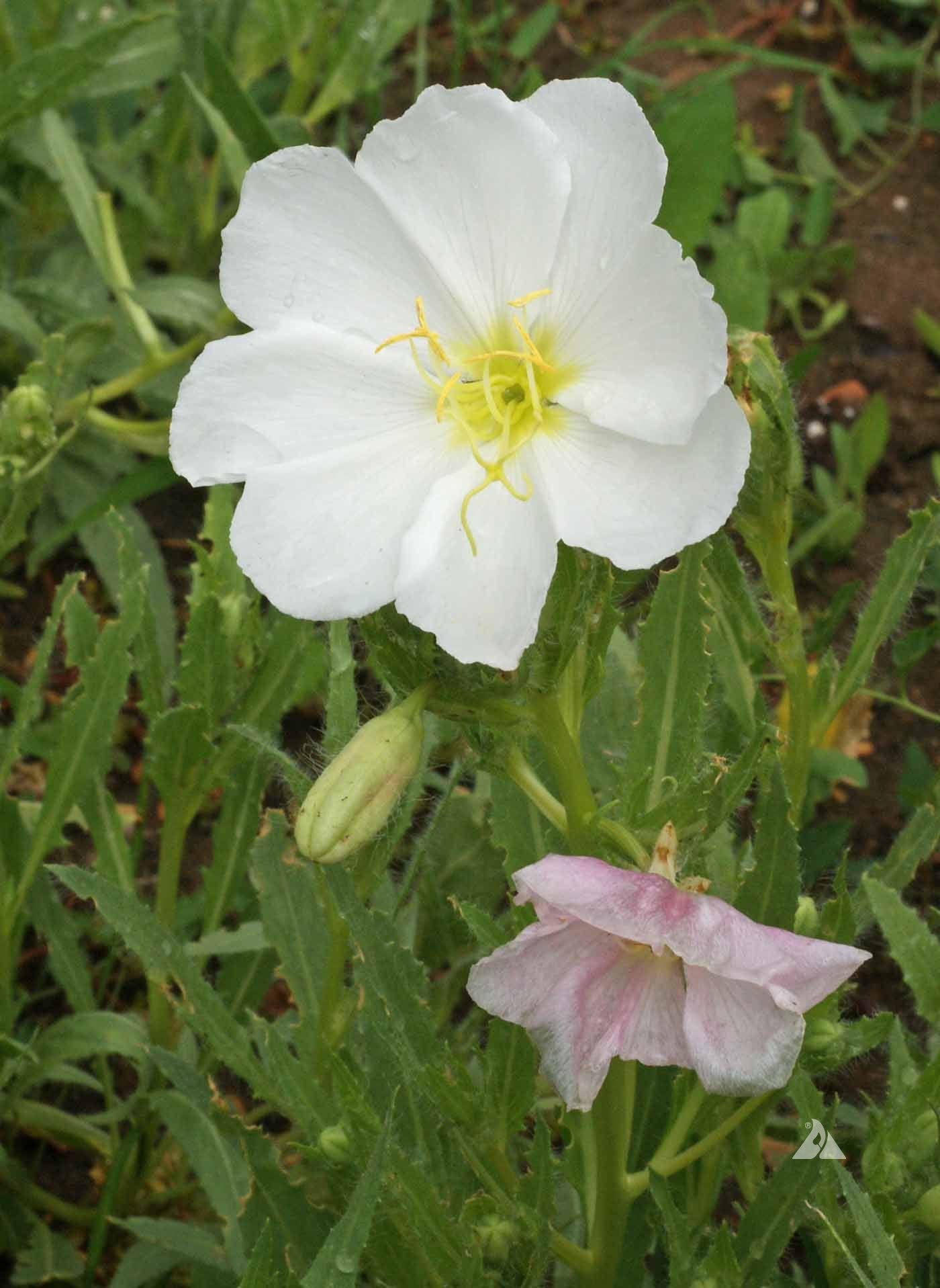 White Evening Primrose Flower Seeds for Planting - Seed for Captivating Nighttime Floral Beauty