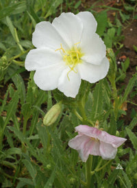 White Evening Primrose Flower Seeds for Planting - Seed for Captivating Nighttime Floral Beauty