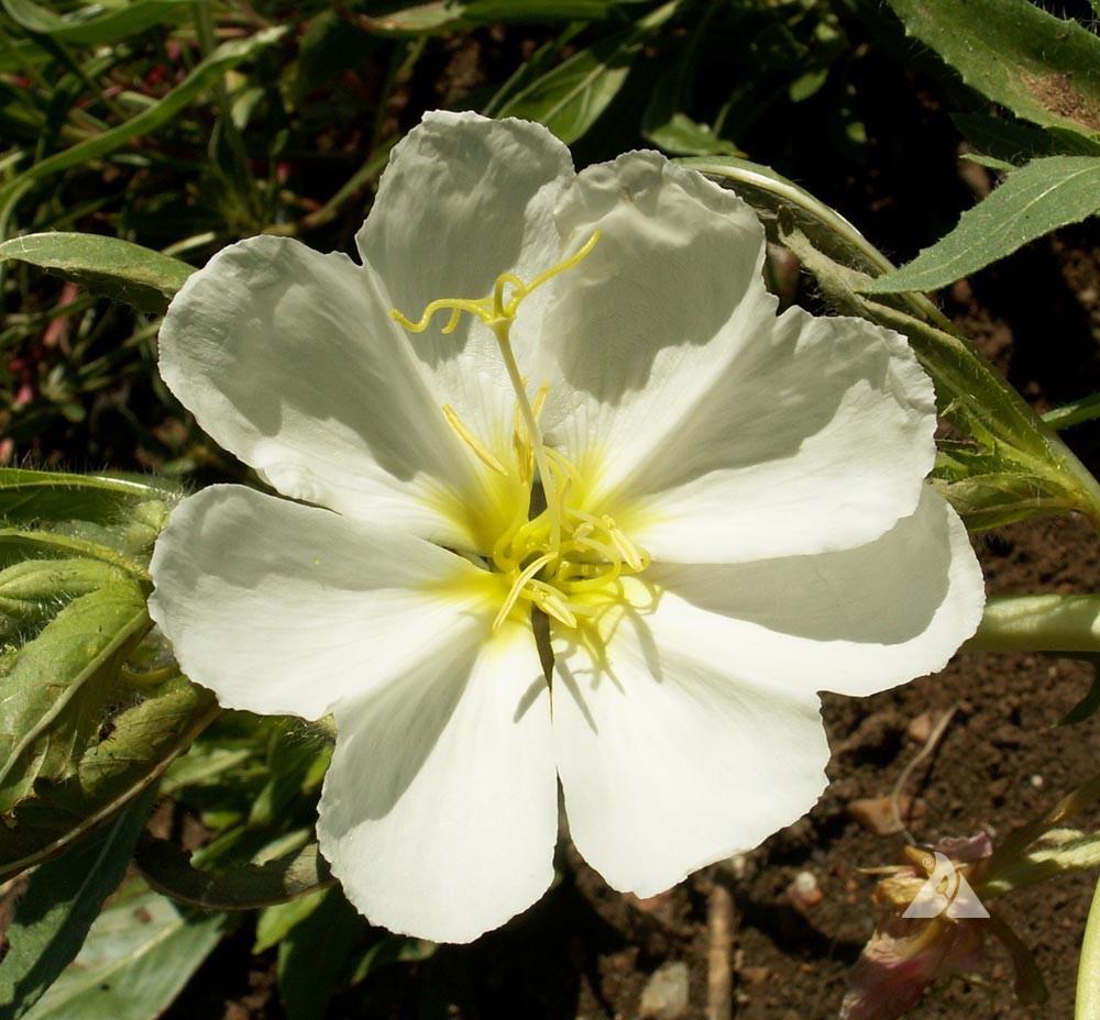 White Oenothera Flower seeds for Planting - Shade Tolerant, Heirloom & GMO Free Seeds for Home Garden