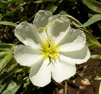 White Oenothera Flower seeds for Planting - Shade Tolerant, Heirloom & GMO Free Seeds for Home Garden