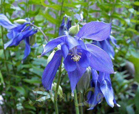 Blue Aquilegia Flower seeds for Planting - Compact Growth, Heirloom & GMO Free Seeds for Home Garden