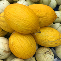 Yellow Crenshaw Melon Seeds Planting Guide