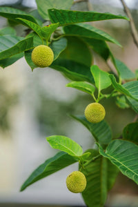 Green Anthocephalus Kadamba Flower seeds for Planting - Colorful Display, Heirloom & GMO Free Seeds for Home Garden
 
 Sale seeds for home garden