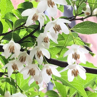 Snowbell Tree Seeds Planting Guide