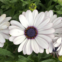 Osteospermum Flower seeds for Planting Cut Flower Favorite Heirloom & GMO Free Seeds for Home Garden 
 
 Sale for planting in home garden