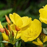 Oenothera Biennis Flower seeds for Planting Bright Blooms Heirloom & GMO Free Seeds for Home Garden