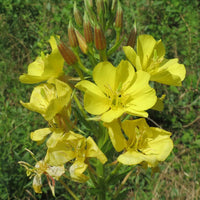 Oenothera Biennis Flower seeds for Planting Bright Blooms Heirloom & GMO Free Seeds for Home Garden