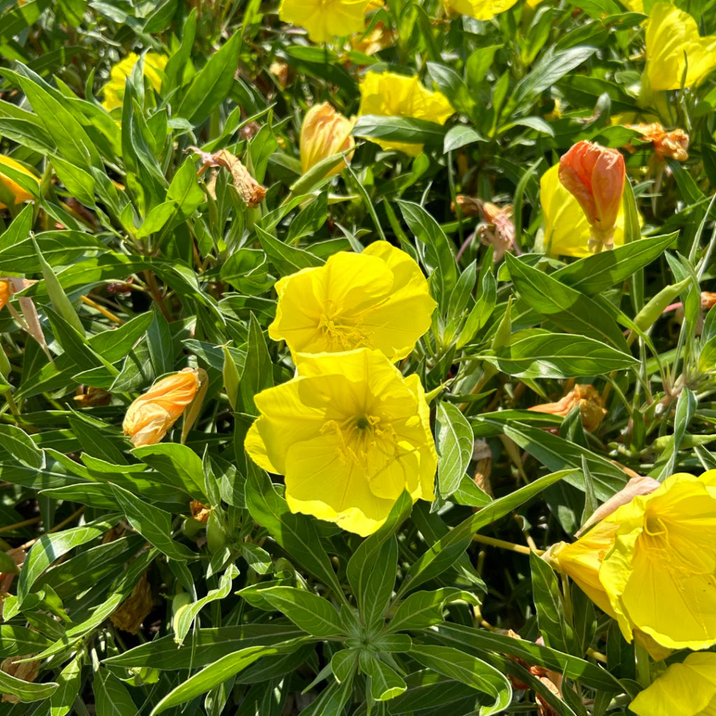 Oenothera Missouriensis Flower seeds for Planting Wildflower Mix Heirloom & GMO Free Seeds for Home Garden