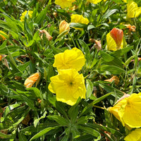 Oenothera Missouriensis Flower seeds for Planting Wildflower Mix Heirloom & GMO Free Seeds for Home Garden