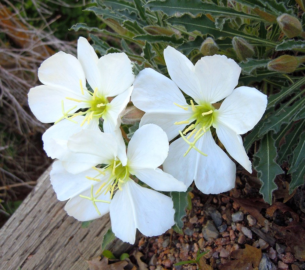 White Oenothera Flower seeds for Planting - Wildflower Mix, Heirloom & GMO Free Seeds for Home Garden