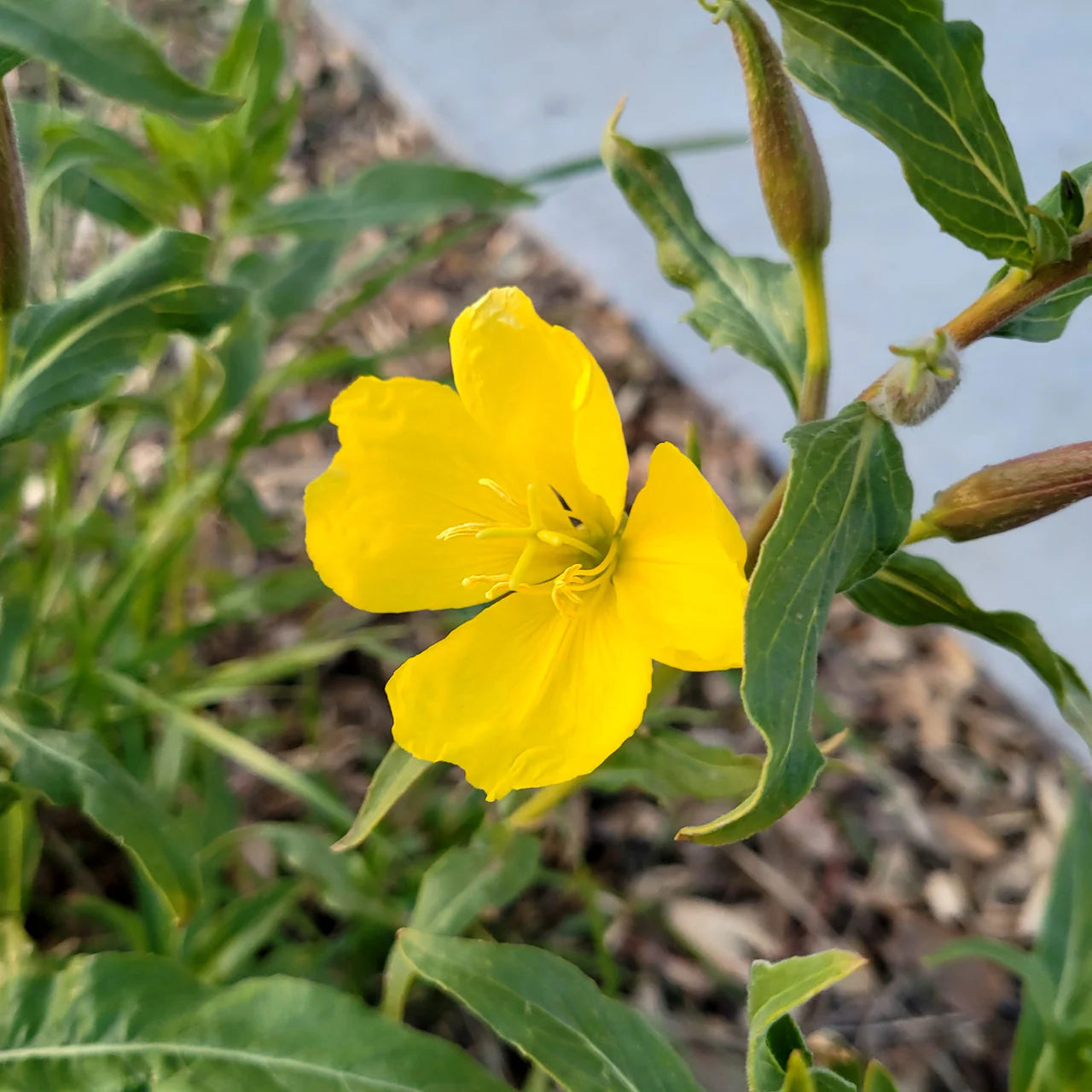 Yellow Black Primrose Flower seeds for Planting - Fragrant Blossoms, Heirloom & GMO Free Seeds for Home Garden