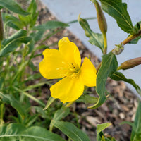 Yellow Black Primrose Flower seeds for Planting - Fragrant Blossoms, Heirloom & GMO Free Seeds for Home Garden