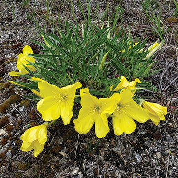 Oenothera Missouriensis Flower seeds for Planting Wildflower Mix Heirloom & GMO Free Seeds for Home Garden